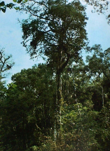 pacto de la selva