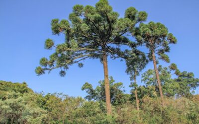 El pacto de la selva