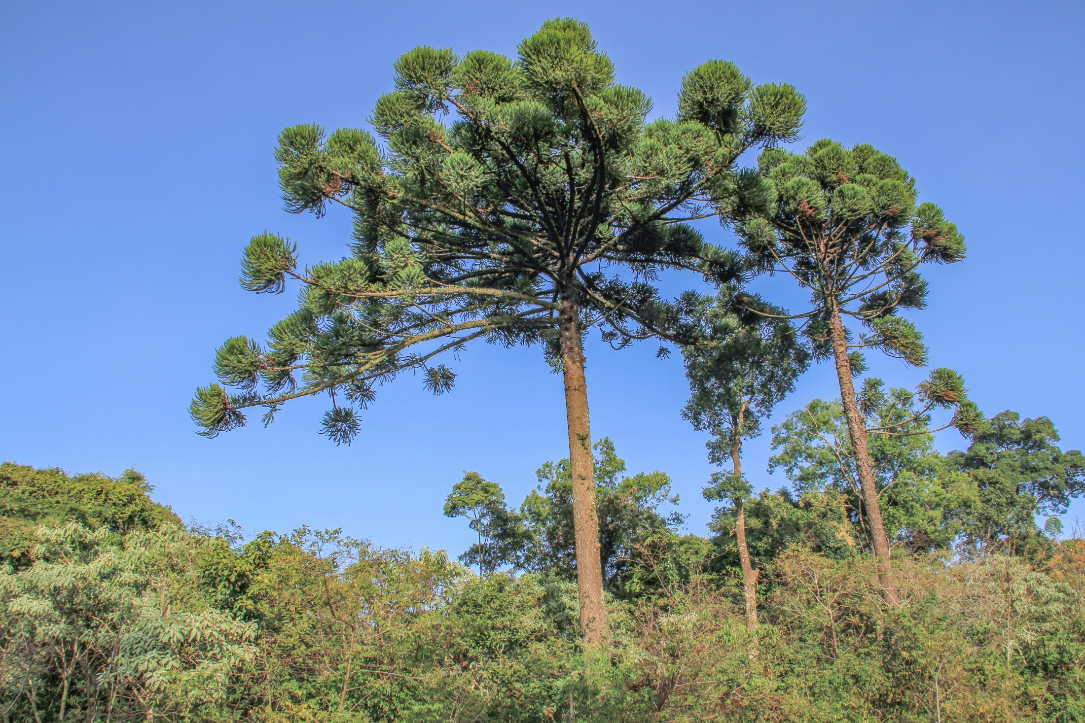 El pacto de la selva